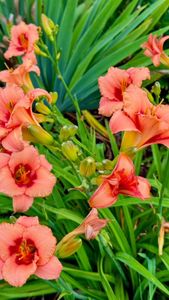 Instagram post by @inmyhomeandgarden