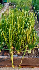 Instagram post by @inmyhomeandgarden