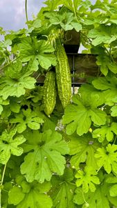 Instagram post by @inmyhomeandgarden