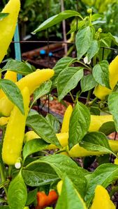 Instagram post by @inmyhomeandgarden