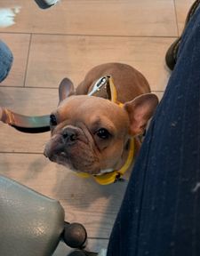 Instagram post by @goodboy.emmett