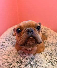 Instagram post by @goodboy.emmett