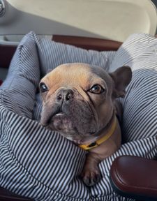 Instagram post by @goodboy.emmett