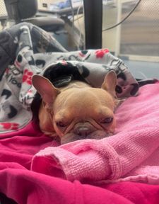 Instagram post by @goodboy.emmett