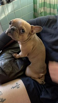 Instagram post by @goodboy.emmett