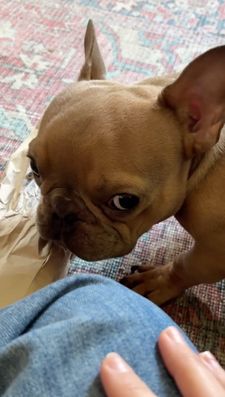 Instagram post by @goodboy.emmett