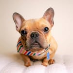 @goodboy.emmett Instagram Profile