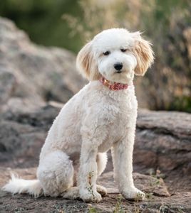 Instagram post by @sarahroshanphoto