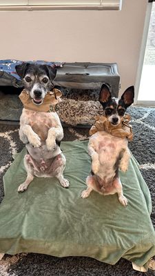 Instagram post by @p_the_dogg