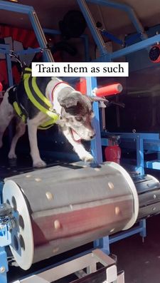 Instagram post by @p_the_dogg