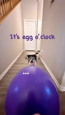 Instagram post by @p_the_dogg