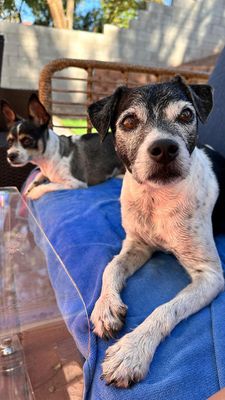 Instagram post by @p_the_dogg