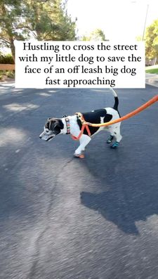 Instagram post by @p_the_dogg