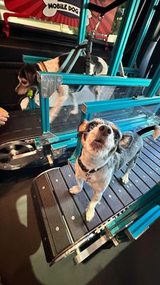 Instagram post by @p_the_dogg