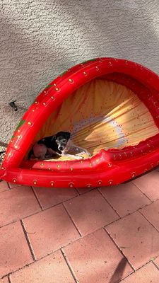 Instagram post by @p_the_dogg