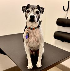 Instagram post by @p_the_dogg