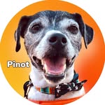 @p_the_dogg Instagram Profile