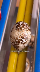 Instagram post by @its.lisanguyen