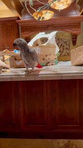 Instagram post by @the_parrot_lady