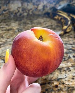 Instagram post by @vegansazon