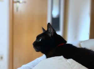 Instagram post by @vegansazon