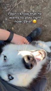 Instagram post by @siberianderpskies