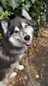 Instagram post by @siberianderpskies