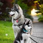 @siberianderpskies Instagram Profile