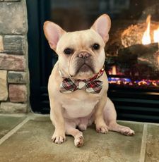 Instagram post by @crush_the_frenchie