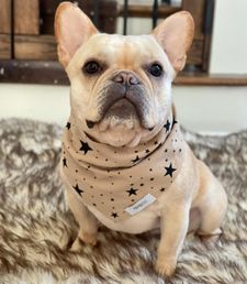 Instagram post by @crush_the_frenchie