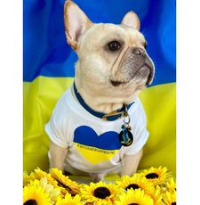 Instagram post by @crush_the_frenchie