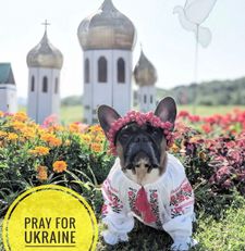 Instagram post by @crush_the_frenchie