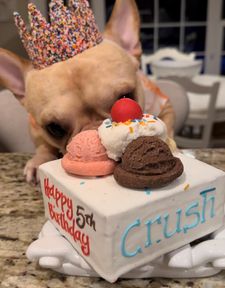 Instagram post by @crush_the_frenchie