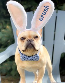 Instagram post by @crush_the_frenchie