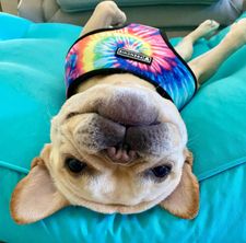 Instagram post by @crush_the_frenchie