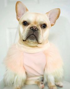 Instagram post by @crush_the_frenchie