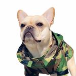 @crush_the_frenchie Instagram Profile