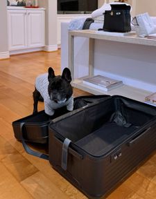 Instagram post by @giorgio_the_happyfrenchie