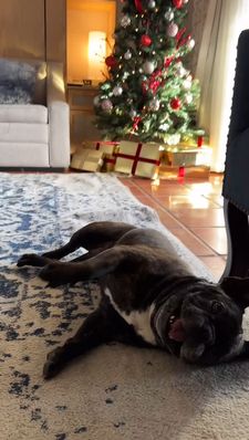 Instagram post by @giorgio_the_happyfrenchie