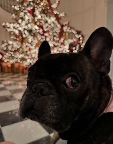 Instagram post by @giorgio_the_happyfrenchie