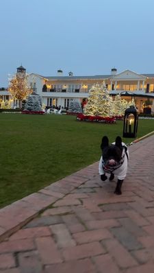 Instagram post by @giorgio_the_happyfrenchie