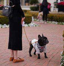 Instagram post by @giorgio_the_happyfrenchie