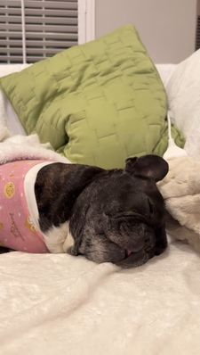 Instagram post by @giorgio_the_happyfrenchie