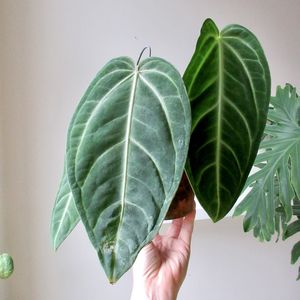 Instagram post by @georgialaurette