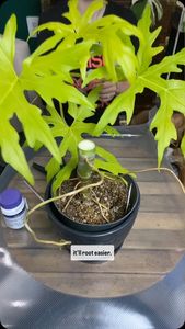 Instagram post by @georgialaurette