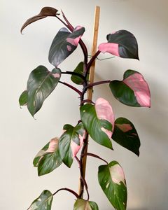 Instagram post by @georgialaurette