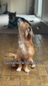 Instagram post by @tikiplustwo