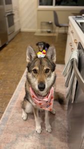 Instagram post by @tikiplustwo