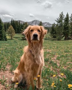 Instagram post by @goldenhoneybutter