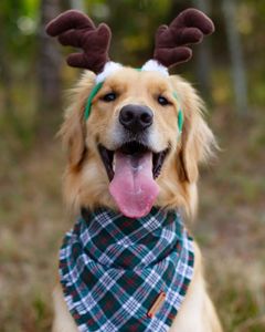 Instagram post by @goldenhoneybutter